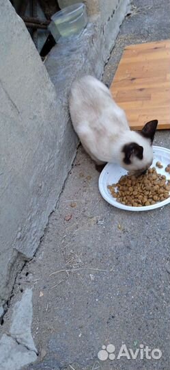 Сиамский котёнок