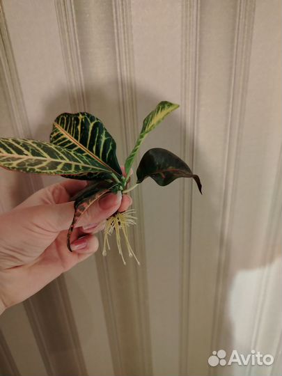 Кротон Нервия