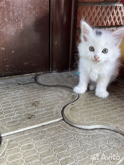 Котята в добрые руки. Полтора месяца, кушают сами