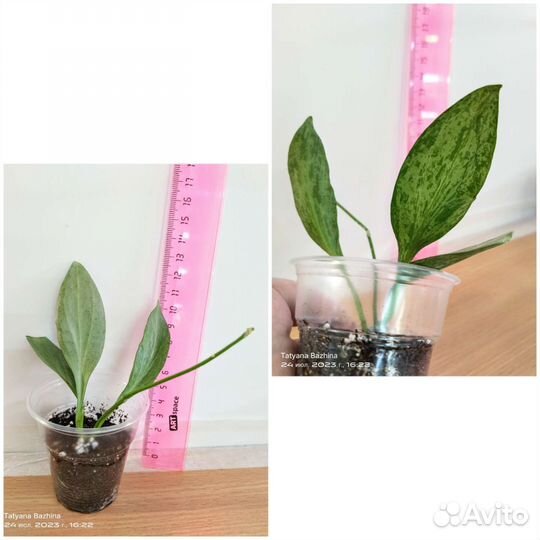 Хойя разные сорта - 1