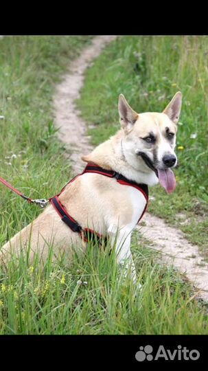 Собака в дар в добрые руки метис лайки