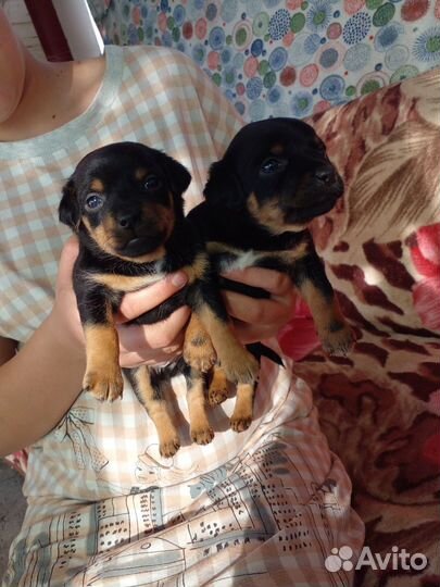 Той-терьер щенки