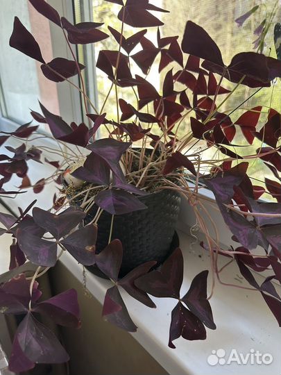 Комнатные цветы