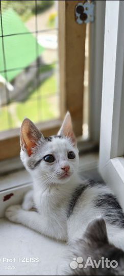 Котенок Шустрик