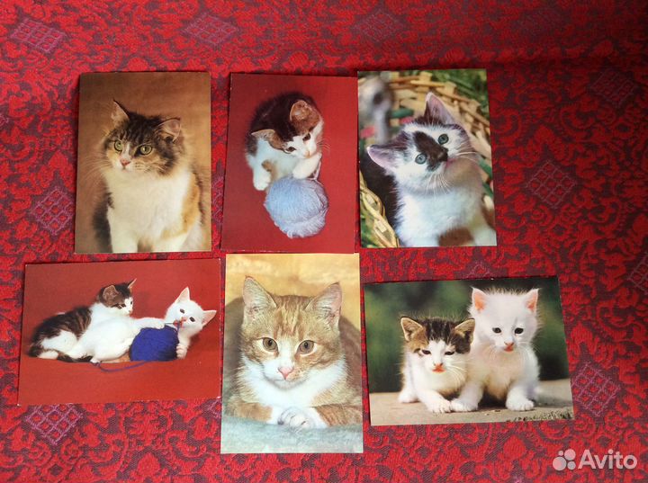 Жизнь моря, растения, котики, рыбки