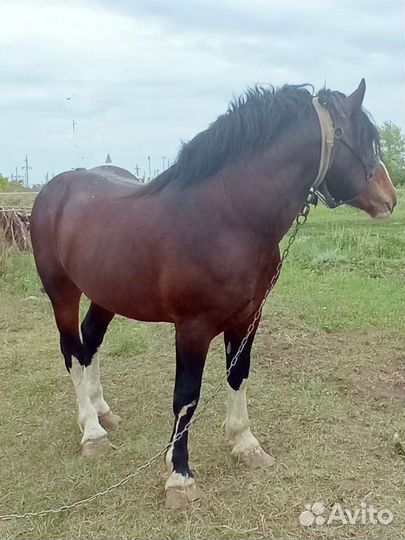 Лошади и жеребцы