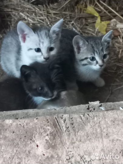 Котята