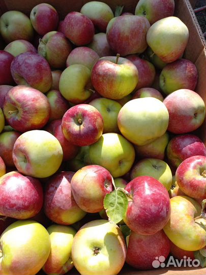 Яблоки оптом