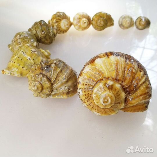 Морские ракушки, рапаны