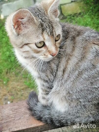 Кошка в дар