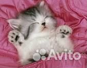 Котик в добрые руки