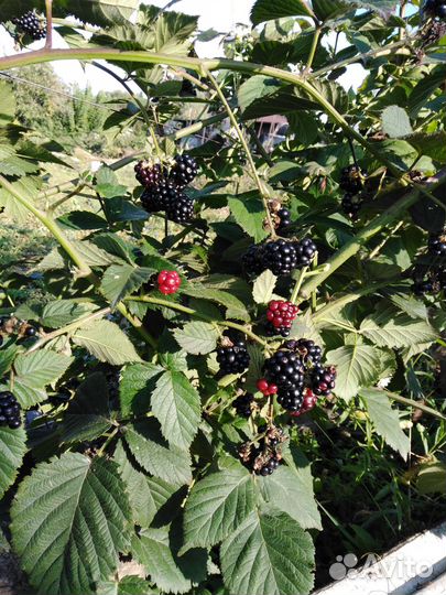 Ежевика саженцы