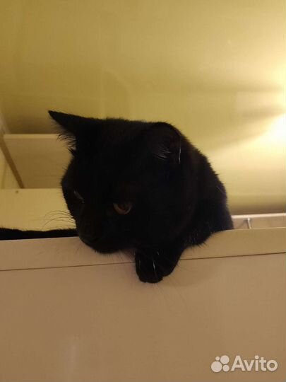 Британский котик