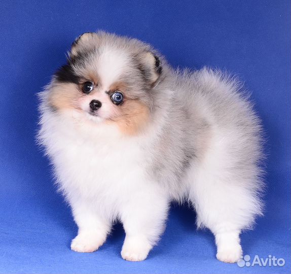 Девочка немецкого шпица