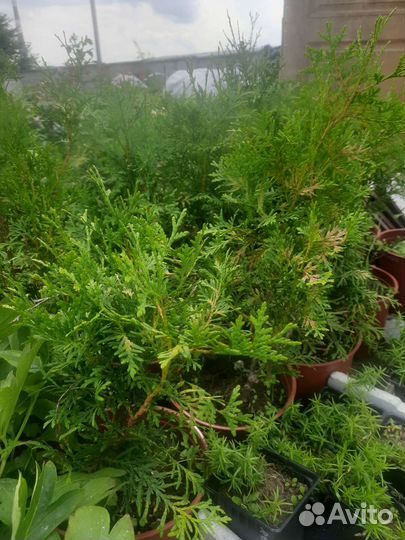 Туя Смарагд,Брабант,Пирамидалис Компакта