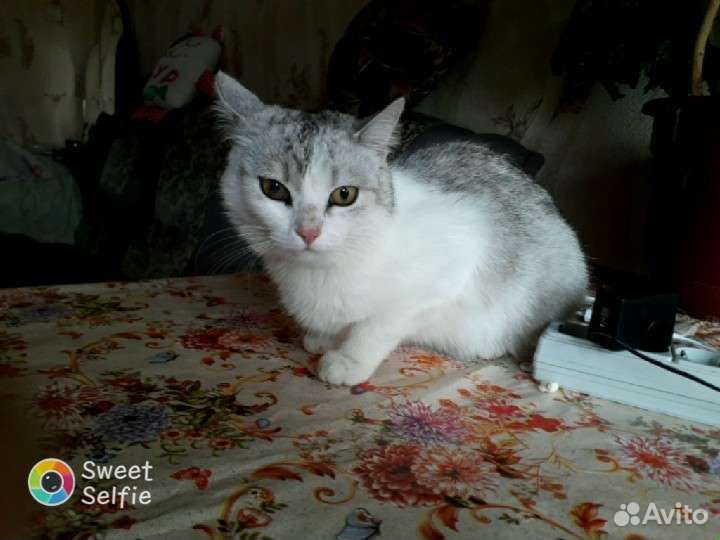 Кошка в дар бесплатно