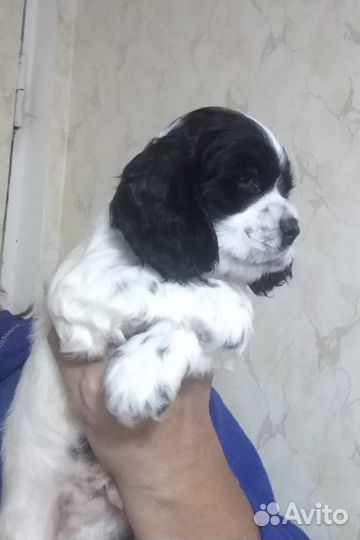 Английский кокер спаниель
