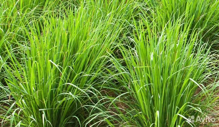 Эфирное масло Лемонграсс, 15 мл Новое