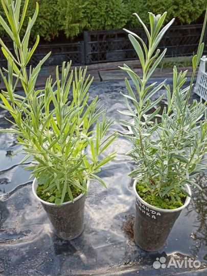 Лаванда в горшке