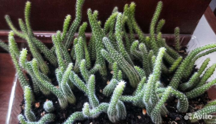 Суккуленты