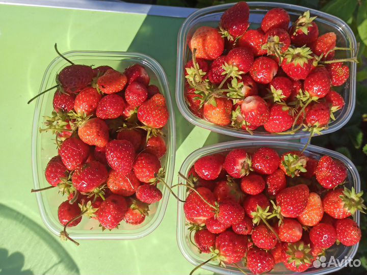 Клубника ягоды 1литр и рассада