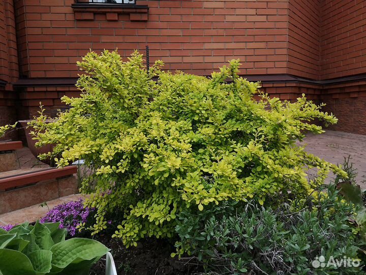 Кустарники многолетние