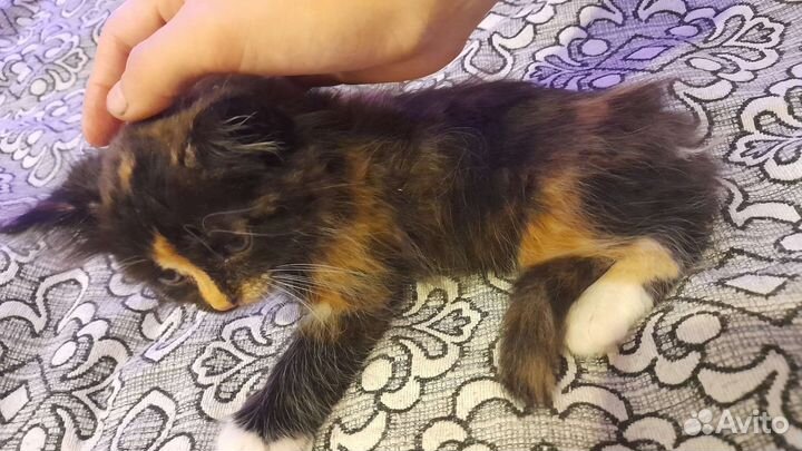 Трехцветная кошка