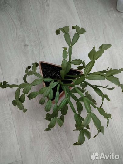 Декабрист шлюмбергера