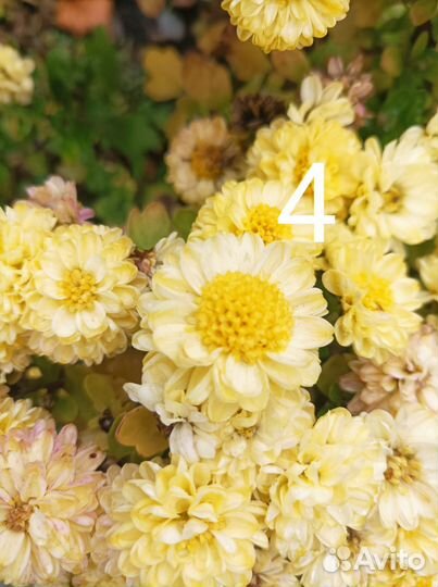 Хризантема