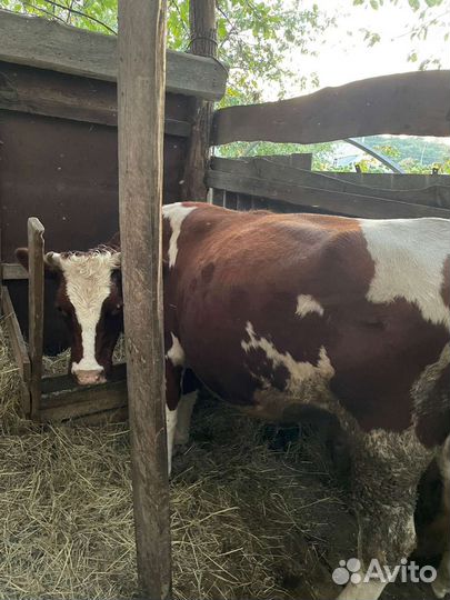 Корова телка