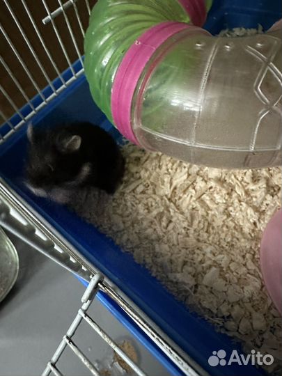 Джунгарский хомяк