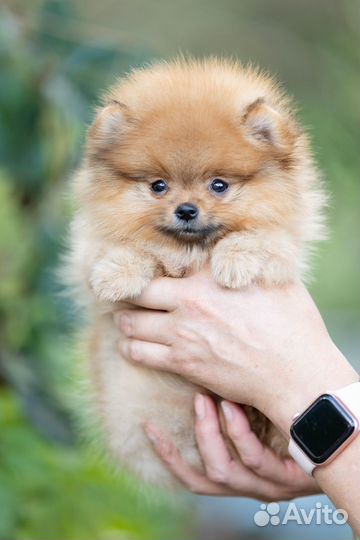 Мини шпиц super девочка