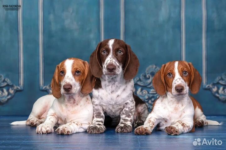 Такса эксклюзивного окраса Пайболд