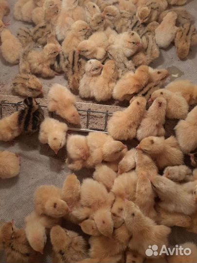 Перепелята