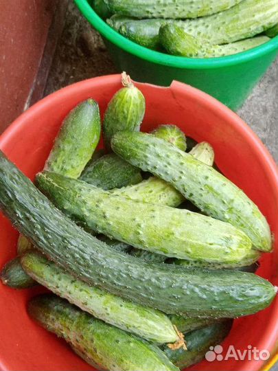 Домашние огурцы с куста (для салатов/малосоления)