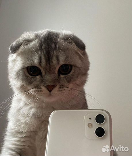 Котик для связи