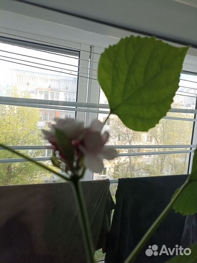 Клеродендрум филиппинский