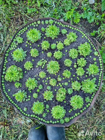 Молодило каменная роза