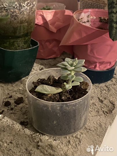 Цветы отростки