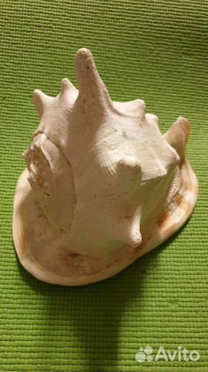 Ракушка большая