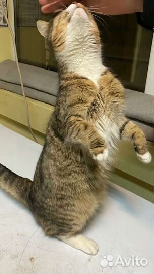 Ириске нужен дом