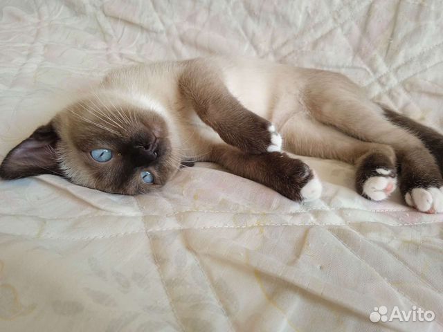 Котëнок тайский с геном сноу шу объявление продам