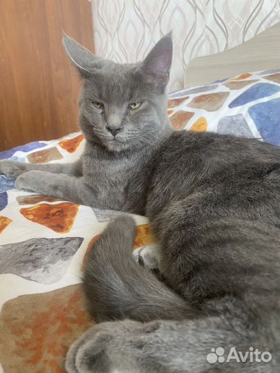 Отдам кота. Найден на улице