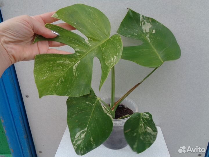 Монстера Альба