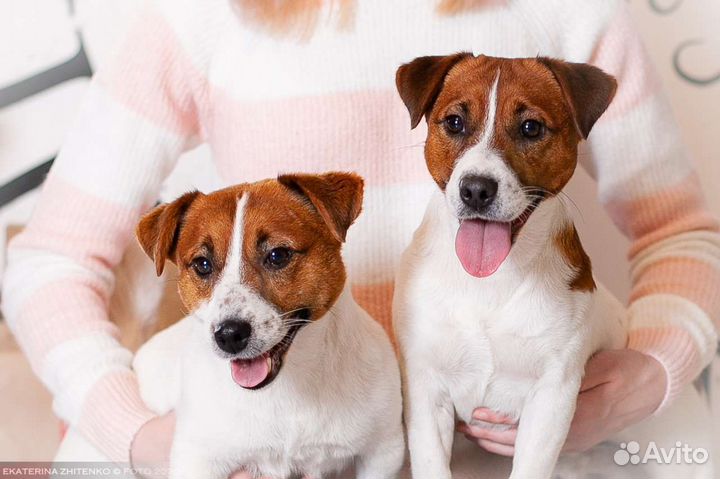 Джек рассел терьер кобели для вязок