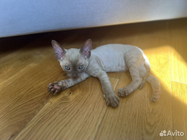 Котята корниш-рекс