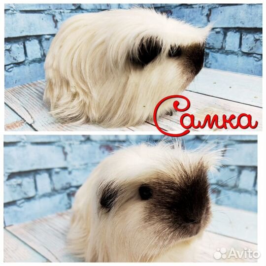 Морские свинки Разных пород из питомника(самки)