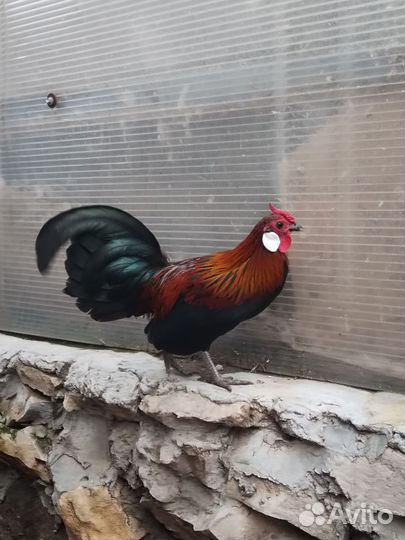 Молодые петухи