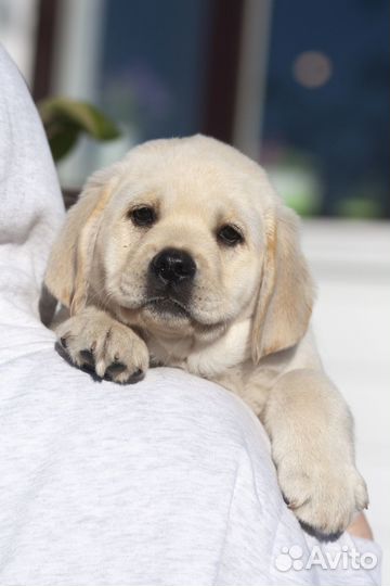 Щенки лабрадора