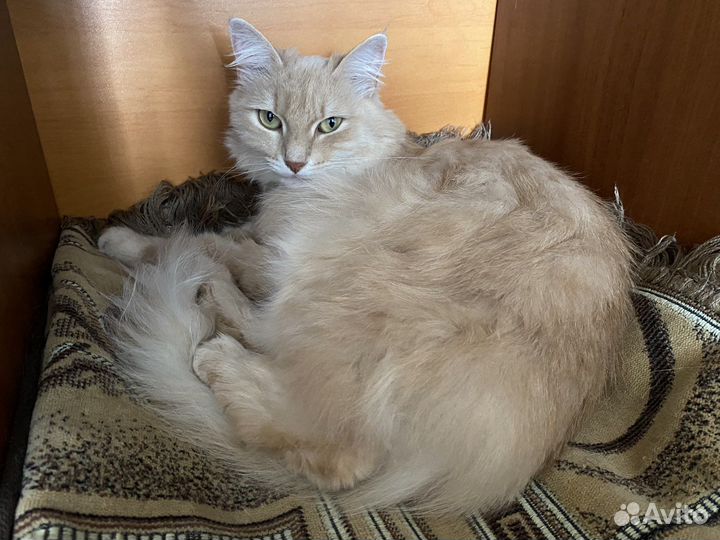 Кошка в дар